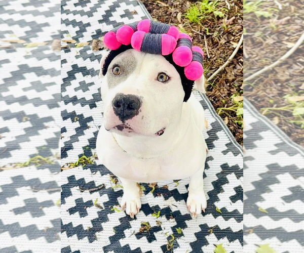 Medium Photo #7 American Bulldog-Unknown Mix Puppy For Sale in Germantown, OH, USA