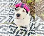 Small #6 American Bulldog Mix