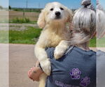 Small #3 Great Pyrenees