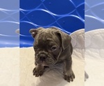 Small Photo #6 French Bulldog Puppy For Sale in OLYMPIA, WA, USA