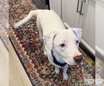 Small #1 Lab-Pointer