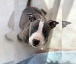 Small #5 American Staffordshire Terrier Mix