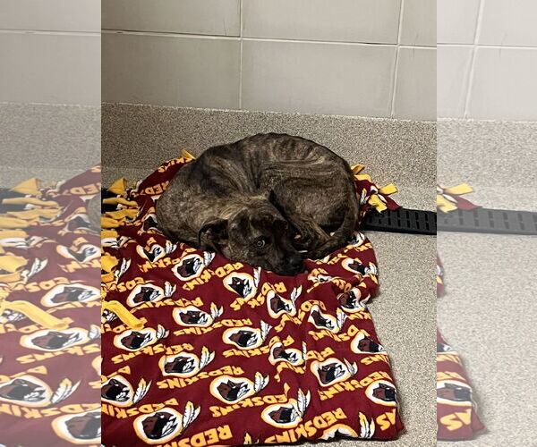 Medium Photo #8 American Pit Bull Terrier-Unknown Mix Puppy For Sale in Virginia Beach, VA, USA