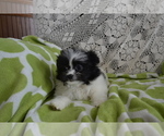 Puppy Vanna Basset Hound
