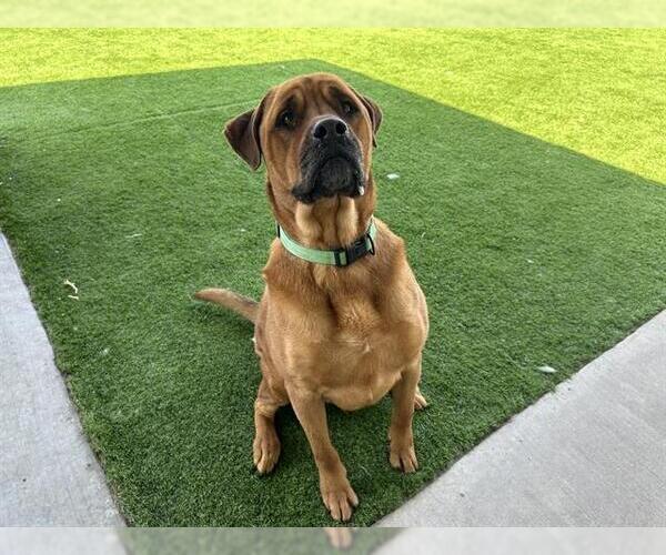 Medium Photo #2 Mastiff-Unknown Mix Puppy For Sale in Grand Prairie, TX, USA