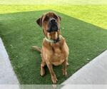 Small Photo #2 Mastiff-Unknown Mix Puppy For Sale in Grand Prairie, TX, USA