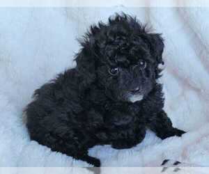 Pom-A-Poo Puppy for sale in HENDERSON, NV, USA
