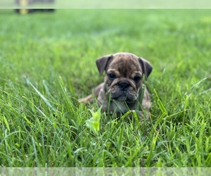 English Bulldog Puppy for Sale in HILLSBOROUGH, New Jersey USA