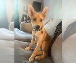 Small #1 Mutt
