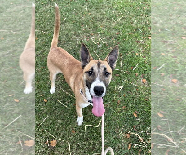 Medium Photo #4 Siberian Husky-Unknown Mix Puppy For Sale in Evansville, IN, USA