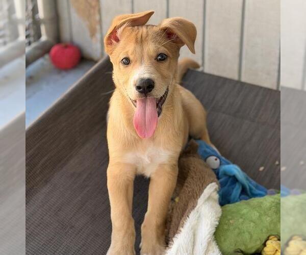 Medium Photo #3 Labrador Retriever-Unknown Mix Puppy For Sale in San Diego, CA, USA