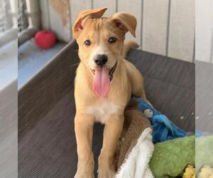 Napoleon Dynamite Pup - Kipland - Adopted! - Male Labrador Retriever-Unknown Mix Dog for Adoption - Photo #3