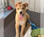 Small Photo #3 Labrador Retriever-Unknown Mix Puppy For Sale in San Diego, CA, USA