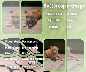 Mutt Dogs for adoption in Jacksonville, NC, USA