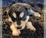 Small Photo #50 Alaskan Malamute Puppy For Sale in MIDWEST CITY, OK, USA