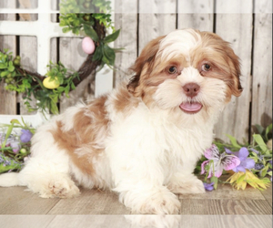 Shih Tzu Puppy for sale in MOUNT VERNON, OH, USA