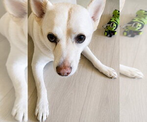 OoYoo - Foster or Adopt Me! - Female Canaan Dog-Unknown Mix Dog for Adoption - Photo #3