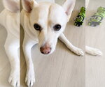 Small #2 Canaan Dog Mix