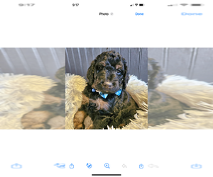 Bernedoodle Puppy for sale in CLIMAX, NC, USA