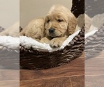 Small #3 Golden Retriever