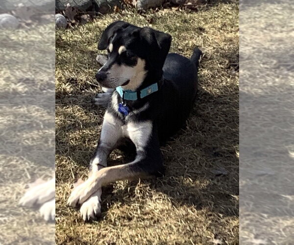 Medium Photo #2 Mutt Puppy For Sale in Andover, MN, USA