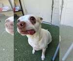 Small #1 Boston Huahua