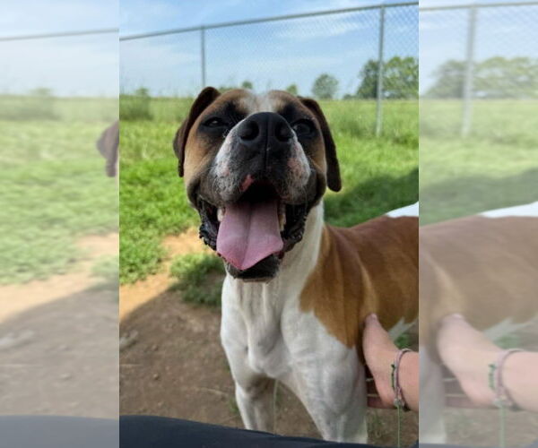 Medium Photo #4 Boxer Puppy For Sale in Burnsville, MN, USA