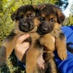 Small Photo #10 German Shepherd Dog Puppy For Sale in CASTLE ROCK, WA, USA