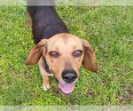 Small #2 Beagle