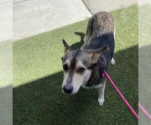 Siberian Husky-Unknown Mix Dogs for adoption in Modesto, CA, USA