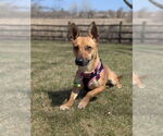 Small #3 Chihuahua Mix