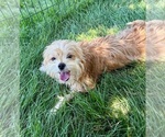 Small #4 Morkie