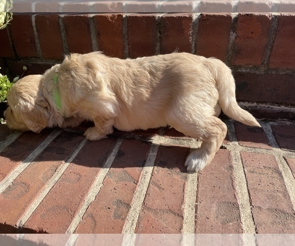 Medium Photo #4 Goldendoodle Puppy For Sale in ALPHARETTA, GA, USA