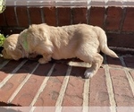 Small Photo #4 Goldendoodle Puppy For Sale in ALPHARETTA, GA, USA