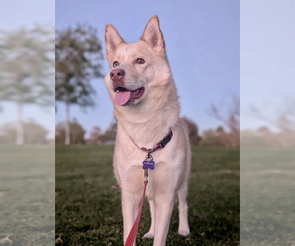 Medium Photo #3 Siberian Husky-Unknown Mix Puppy For Sale in Newport Beach, CA, USA