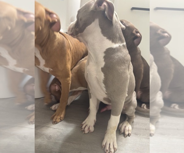 Medium Photo #4 American Bully Puppy For Sale in CHARLOTTE, NC, USA
