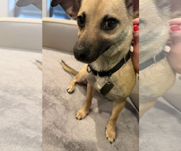 Medium Photo #9 Mutt Puppy For Sale in Oakhurst, NJ, USA