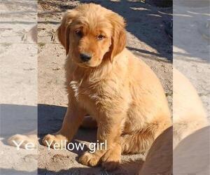 Golden Retriever Puppy for sale in WAKE FOREST, NC, USA