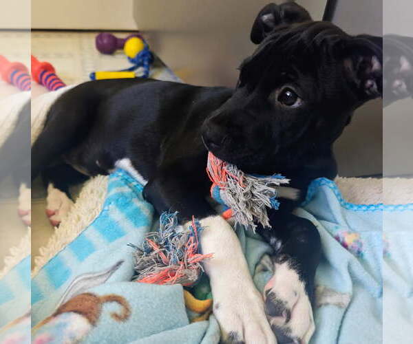 Medium Photo #4 Australian Shepherd-Staffordshire Bull Terrier Mix Puppy For Sale in Davis, CA, USA