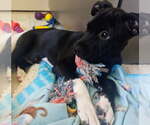 Small #3 Australian Shepherd-Staffordshire Bull Terrier Mix