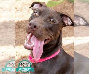 Labrador Retriever-Unknown Mix Dogs for adoption in Kennesaw, GA, USA