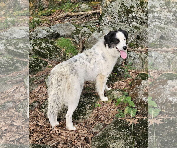 Medium Photo #4 Great Pyrenees-Unknown Mix Puppy For Sale in Croydon, NH, USA