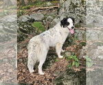 Small #3 Great Pyrenees Mix