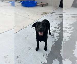 Labrador Retriever-Unknown Mix Dogs for adoption in Lancaster, PA, USA