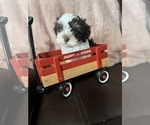 Small Photo #3 Havanese Puppy For Sale in SATSUMA, FL, USA