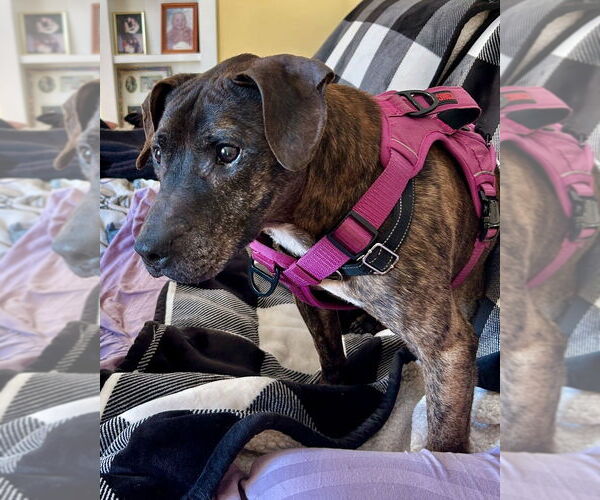 Medium Photo #4 American Pit Bull Terrier-Labrador Retriever Mix Puppy For Sale in Brewster, NY, USA