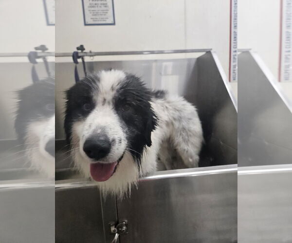 Medium Photo #1 Great Pyrenees Puppy For Sale in Thomasville, NC, USA