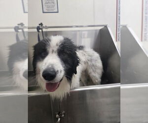 Great Pyrenees Dogs for adoption in Thomasville, NC, USA