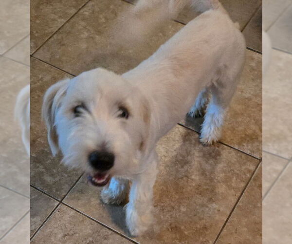 Medium Photo #3 Maltipoo Puppy For Sale in San Antonio, TX, USA
