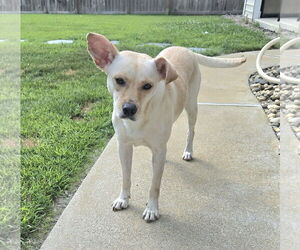 Labrador Retriever-Unknown Mix Dogs for adoption in Virginia Beach, VA, USA